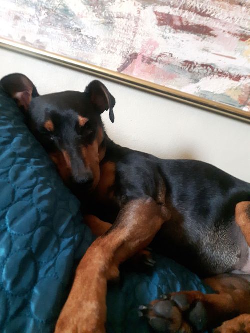 Diva